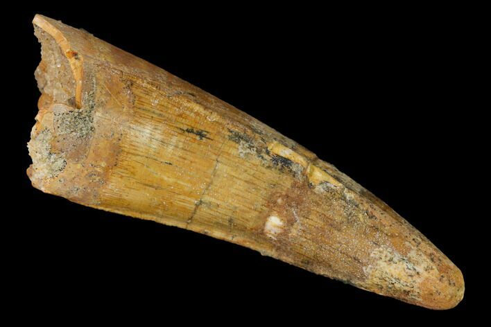Large, Cretaceous Fossil Crocodile Tooth - Morocco #153404